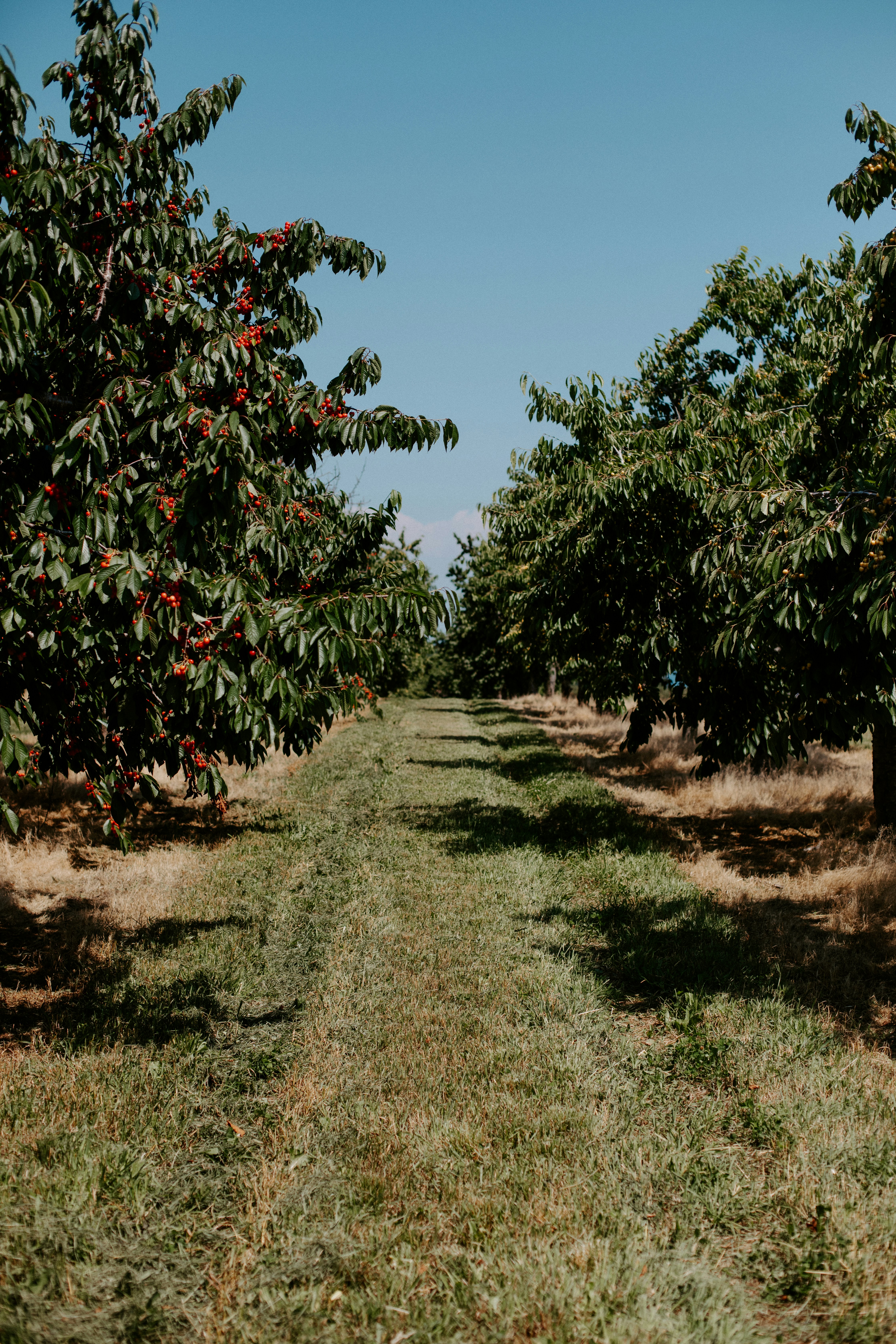 Huerto de cerezas